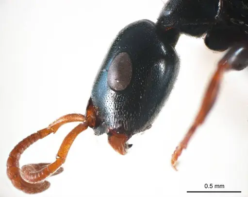 Tetraponera punctulata specimen