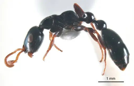 Tetraponera punctulata - ANTWEB1008728