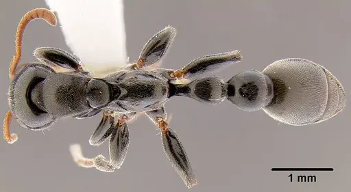 Tetraponera punctulata - CASENT0106098