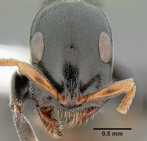 Tetraponera punctulata - CASENT0106098