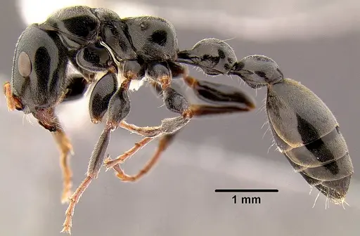 Tetraponera punctulata - CASENT0106098