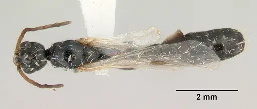 Tetraponera punctulata - CASENT0172000