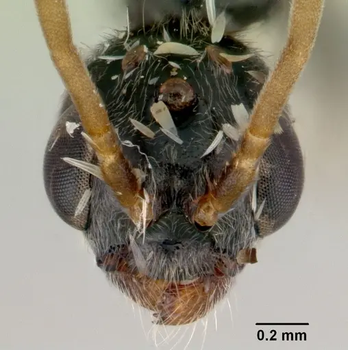 Tetraponera punctulata - CASENT0172000