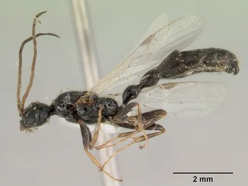 Tetraponera punctulata - CASENT0172000