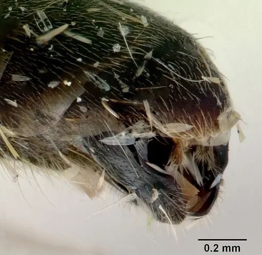 Tetraponera punctulata - CASENT0172000