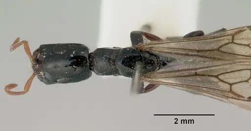Tetraponera punctulata - CASENT0172001