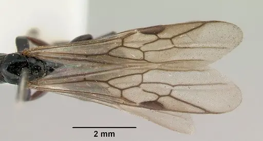 Tetraponera punctulata - CASENT0172001