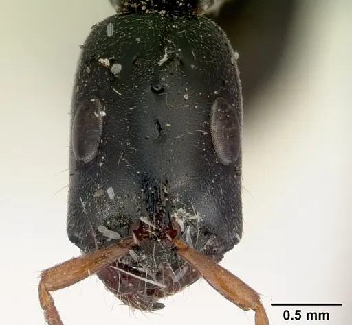 Tetraponera punctulata - CASENT0172001