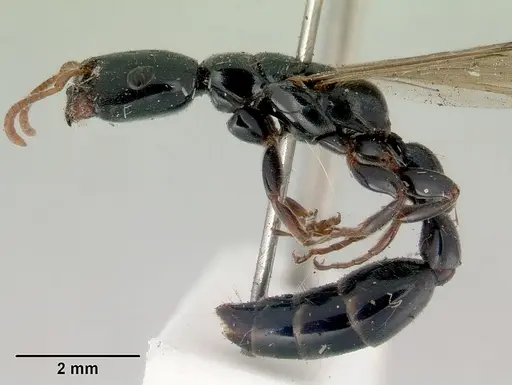 Tetraponera punctulata - CASENT0172001