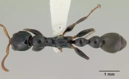 Tetraponera punctulata - CASENT0172004
