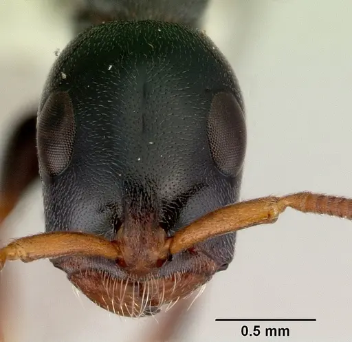 Tetraponera punctulata - CASENT0172004