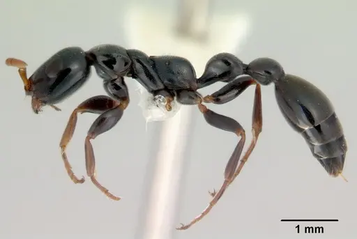 Tetraponera punctulata - CASENT0172004