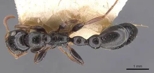 Tetraponera punctulata - CASENT0907468