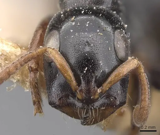 Tetraponera punctulata - CASENT0907468
