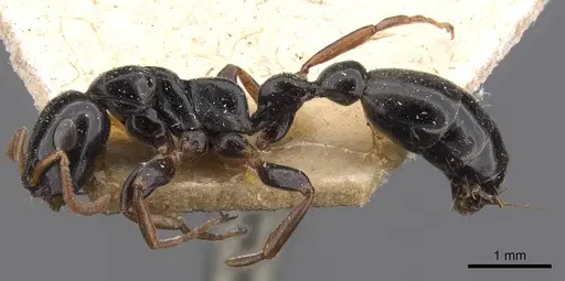 Tetraponera punctulata - CASENT0907468