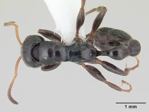 Tetraponera rakotonis specimen