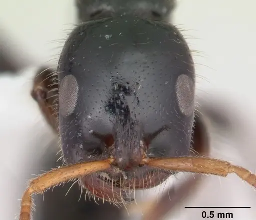 Tetraponera rakotonis specimen