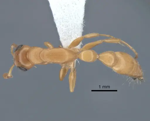 Tetraponera redacta specimen