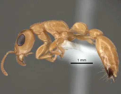 Tetraponera redacta specimen