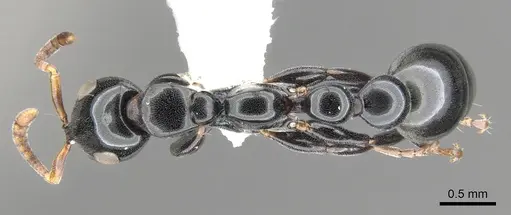 Tetraponera rotula specimen