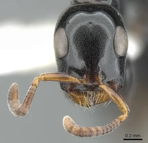 Tetraponera rotula specimen