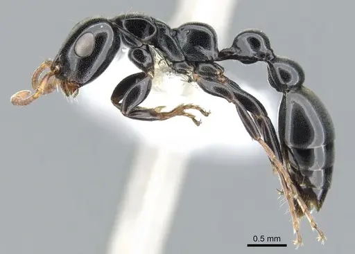 Tetraponera rotula specimen