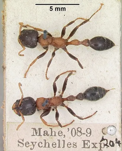 Tetraponera rufonigra specimen
