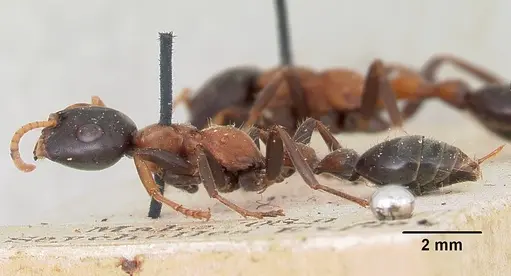Tetraponera rufonigra - CASENT0103294