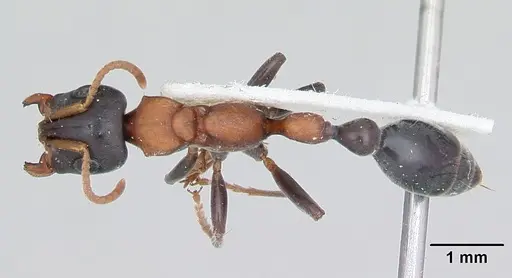 Tetraponera rufonigra - CASENT0103311