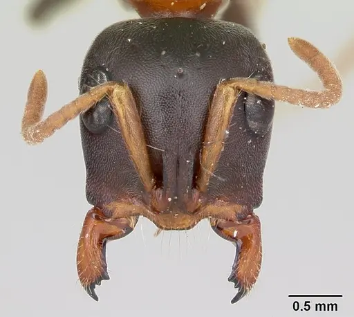 Tetraponera rufonigra - CASENT0103311