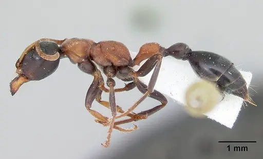 Tetraponera rufonigra - CASENT0103311