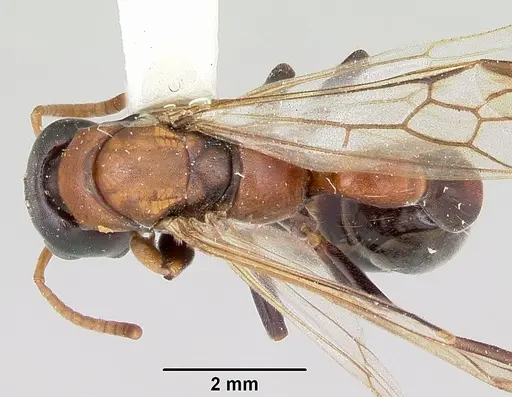 Tetraponera rufonigra - CASENT0103312