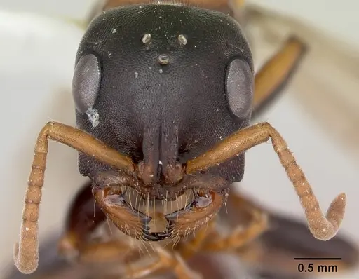 Tetraponera rufonigra - CASENT0103312