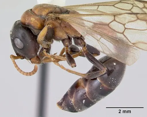 Tetraponera rufonigra - CASENT0103312
