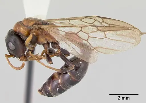 Tetraponera rufonigra - CASENT0103312
