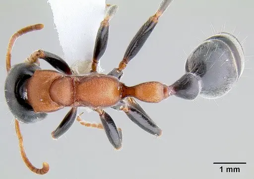 Tetraponera rufonigra - CASENT0106099