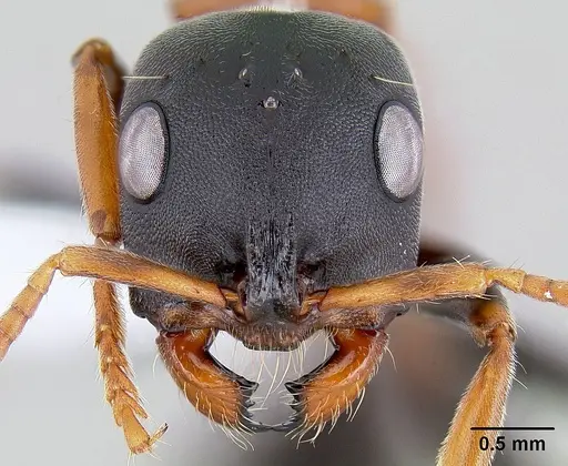 Tetraponera rufonigra - CASENT0106099