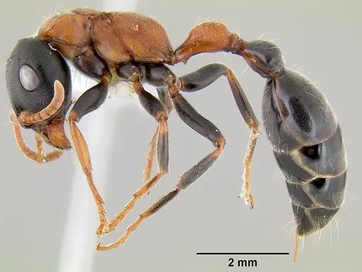 Tetraponera rufonigra - CASENT0106099