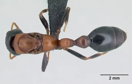Tetraponera rufonigra - CASENT0129573