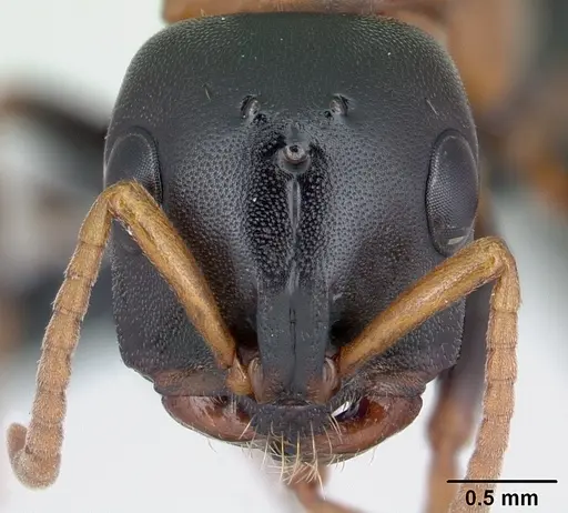 Tetraponera rufonigra - CASENT0129573