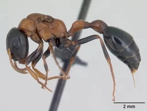 Tetraponera rufonigra - CASENT0129573