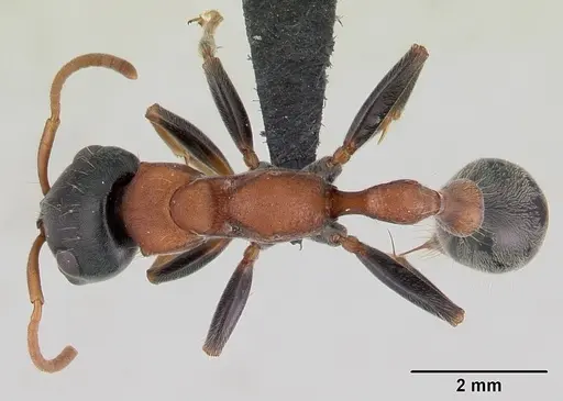 Tetraponera rufonigra - CASENT0129643
