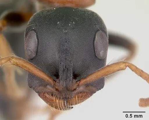 Tetraponera rufonigra - CASENT0129643