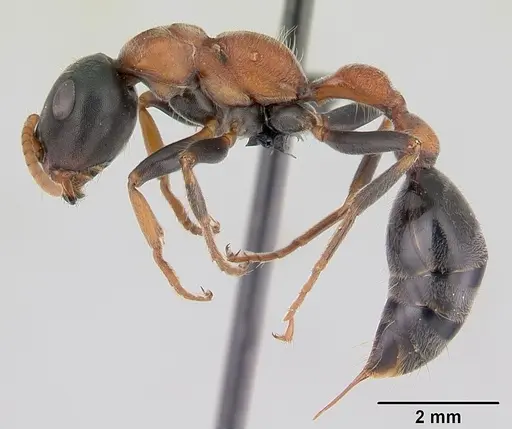 Tetraponera rufonigra - CASENT0129643