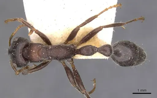 Tetraponera rufonigra - CASENT0907449