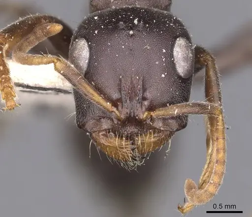 Tetraponera rufonigra - CASENT0907449