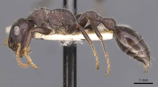 Tetraponera rufonigra - CASENT0907449