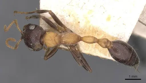 Tetraponera rufonigra - CASENT0907450
