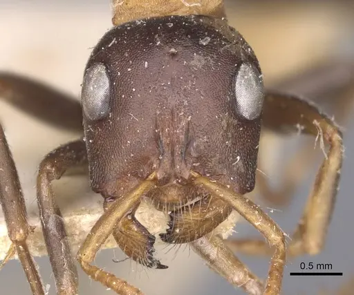Tetraponera rufonigra - CASENT0907450