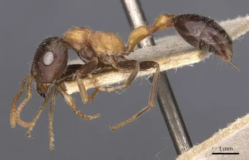 Tetraponera rufonigra - CASENT0907450